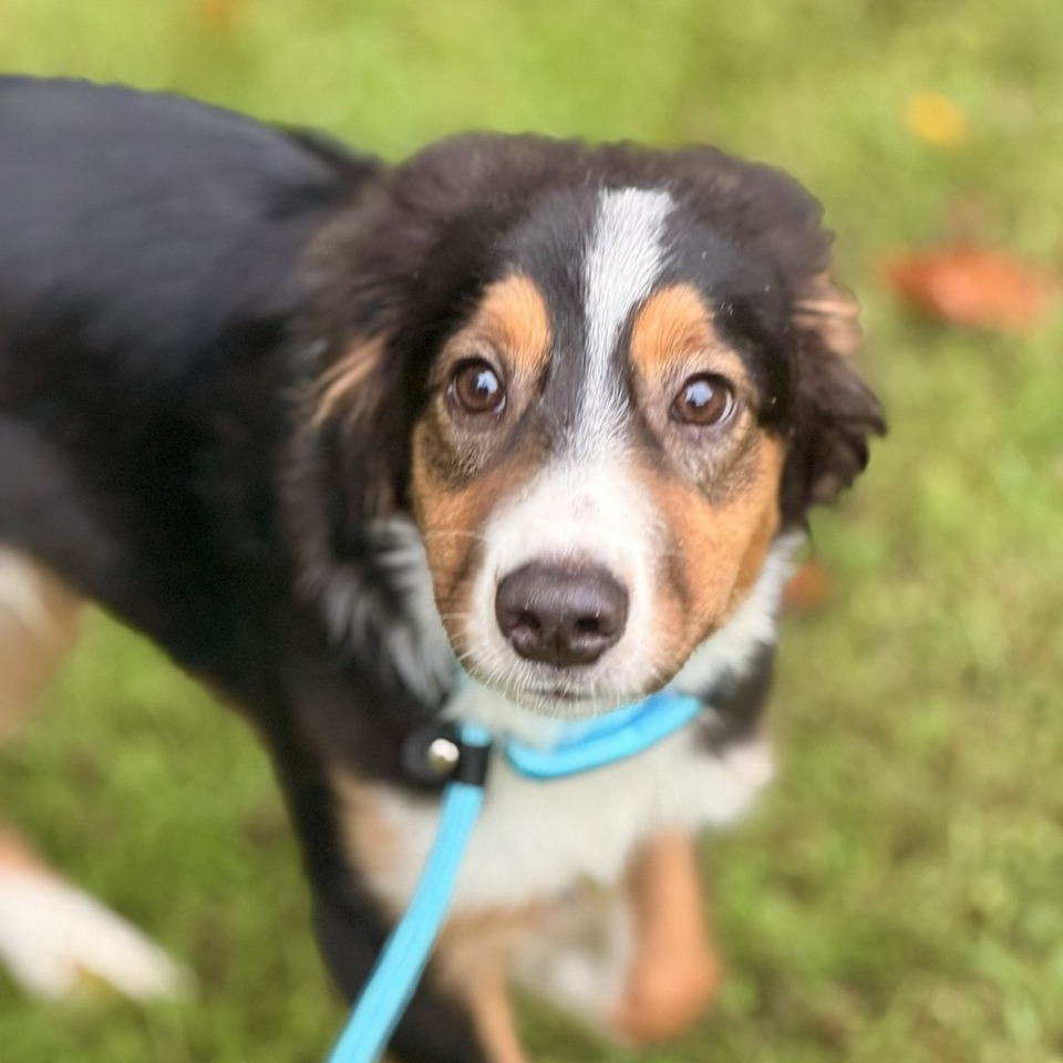 Monty - available 9/18 photo 4