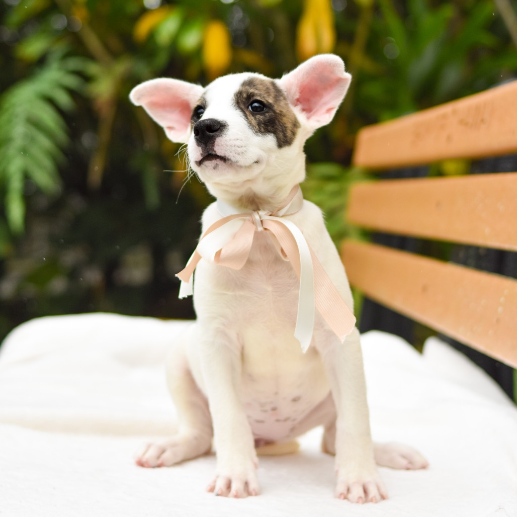 Mixed Breed