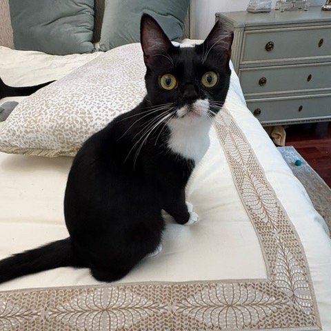 Moonpie