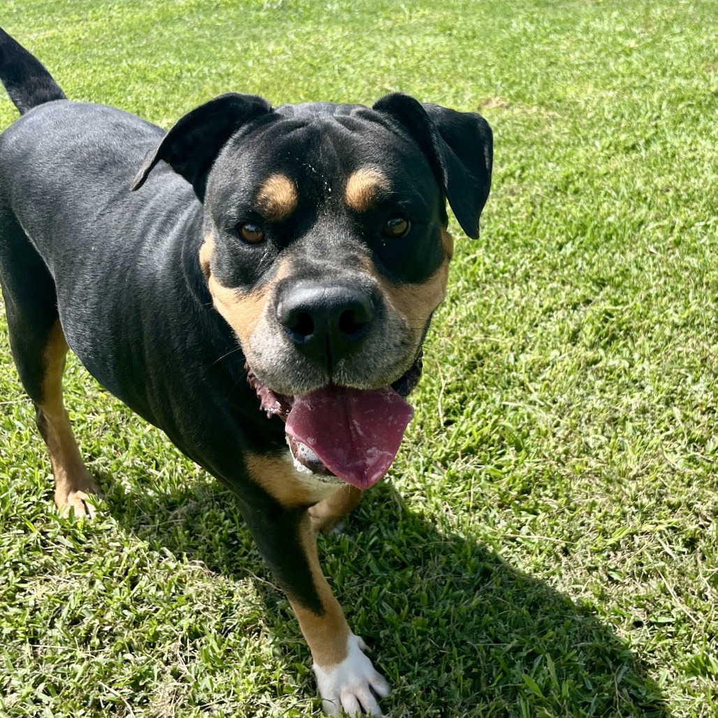 FARLEY - Rottweiler / Retriever, Black Labrador available for adoption