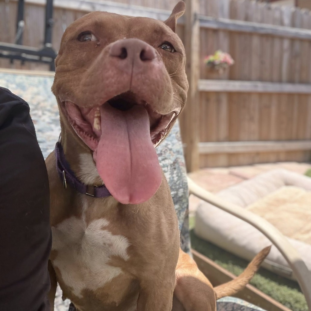 Photo of Honey "Reddy"
