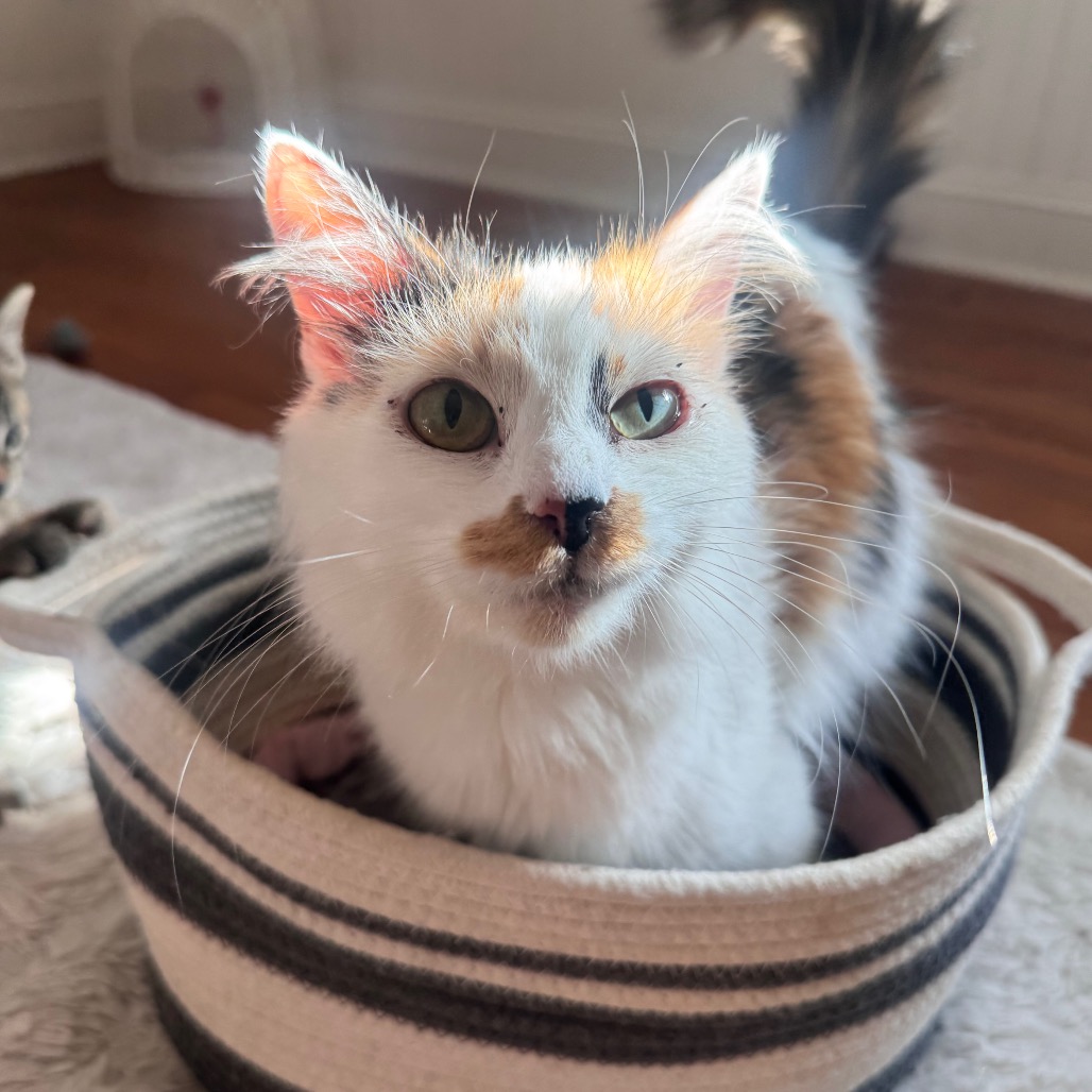 Mother Maiasaura — thumbnail 3