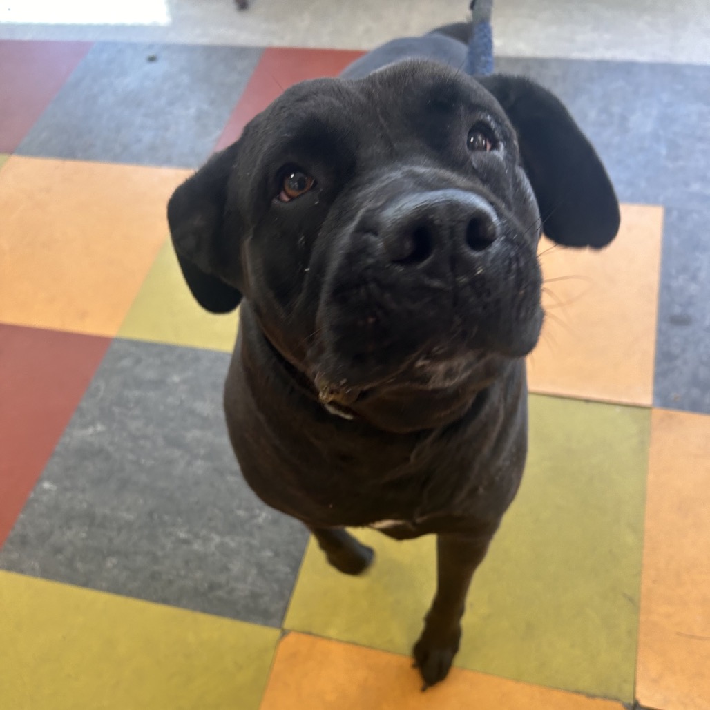 Lucy — thumbnail 2