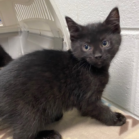 JOEY - Domestic Shorthair available for adoption