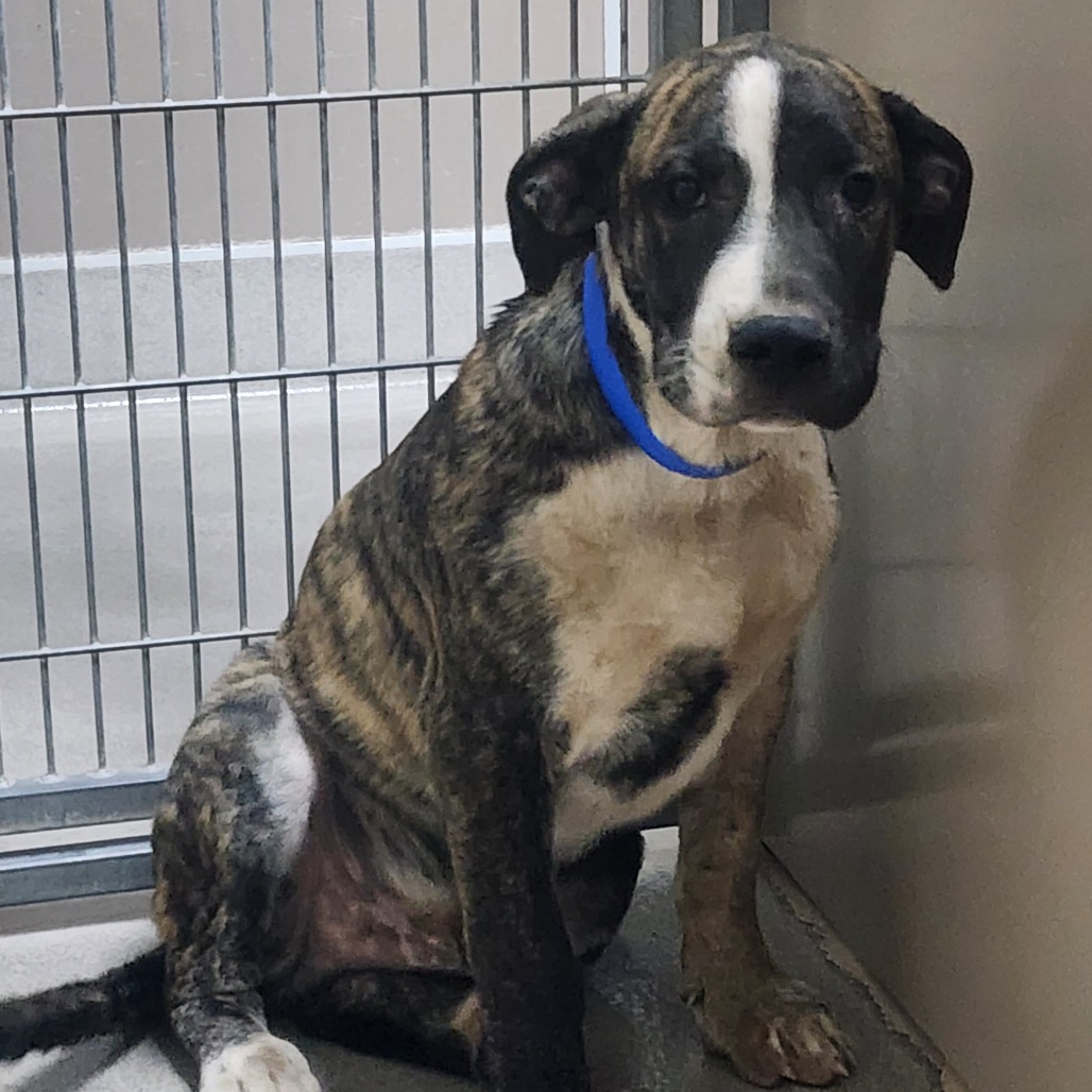 Kennel#32 (Blue) 's preview photo