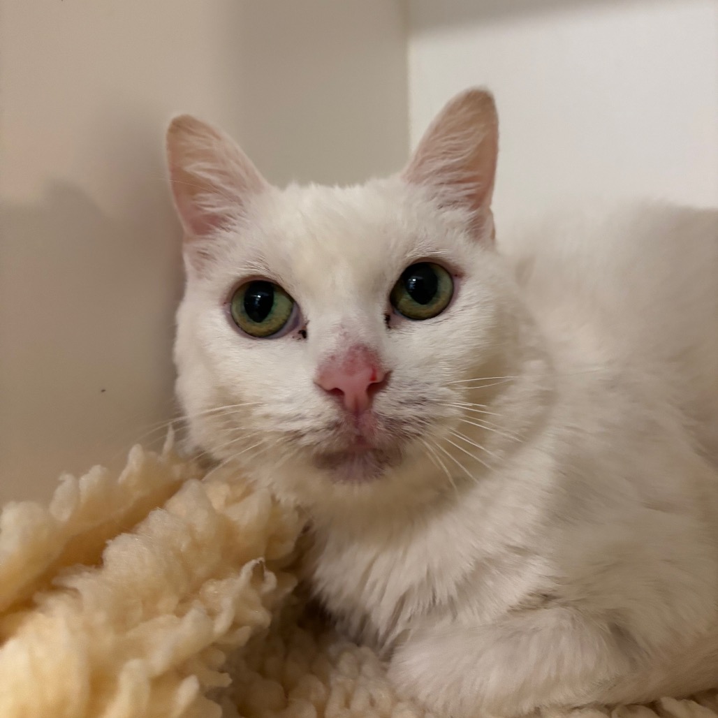 FROZEN - Domestic Shorthair available for adoption