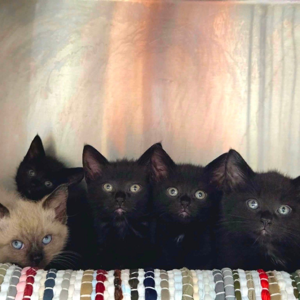 WASABI - Domestic Shorthair available for adoption