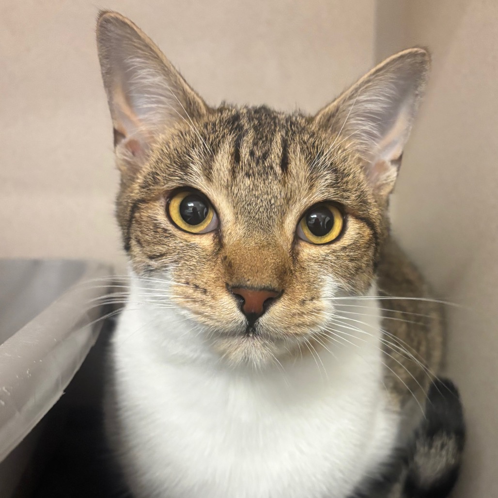 Priscilla  - Domestic Shorthair