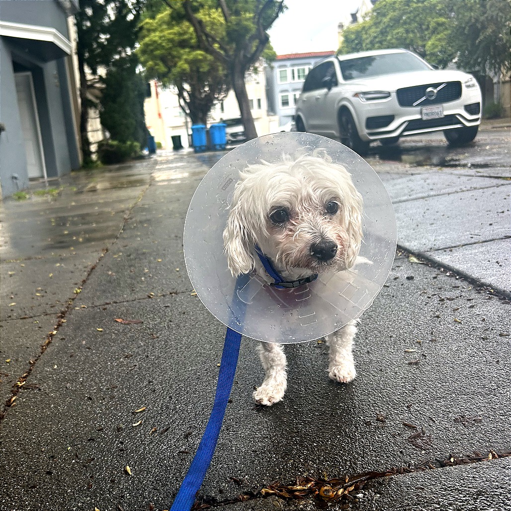 Roam 13751 — thumbnail 5