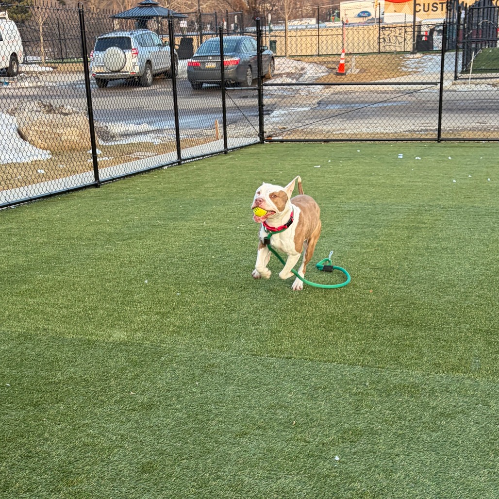 Munchkin — thumbnail 5