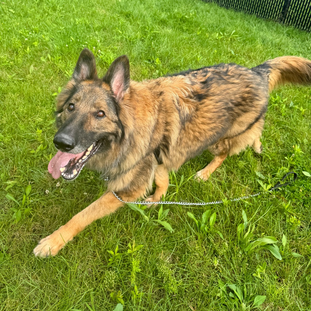 Frieda