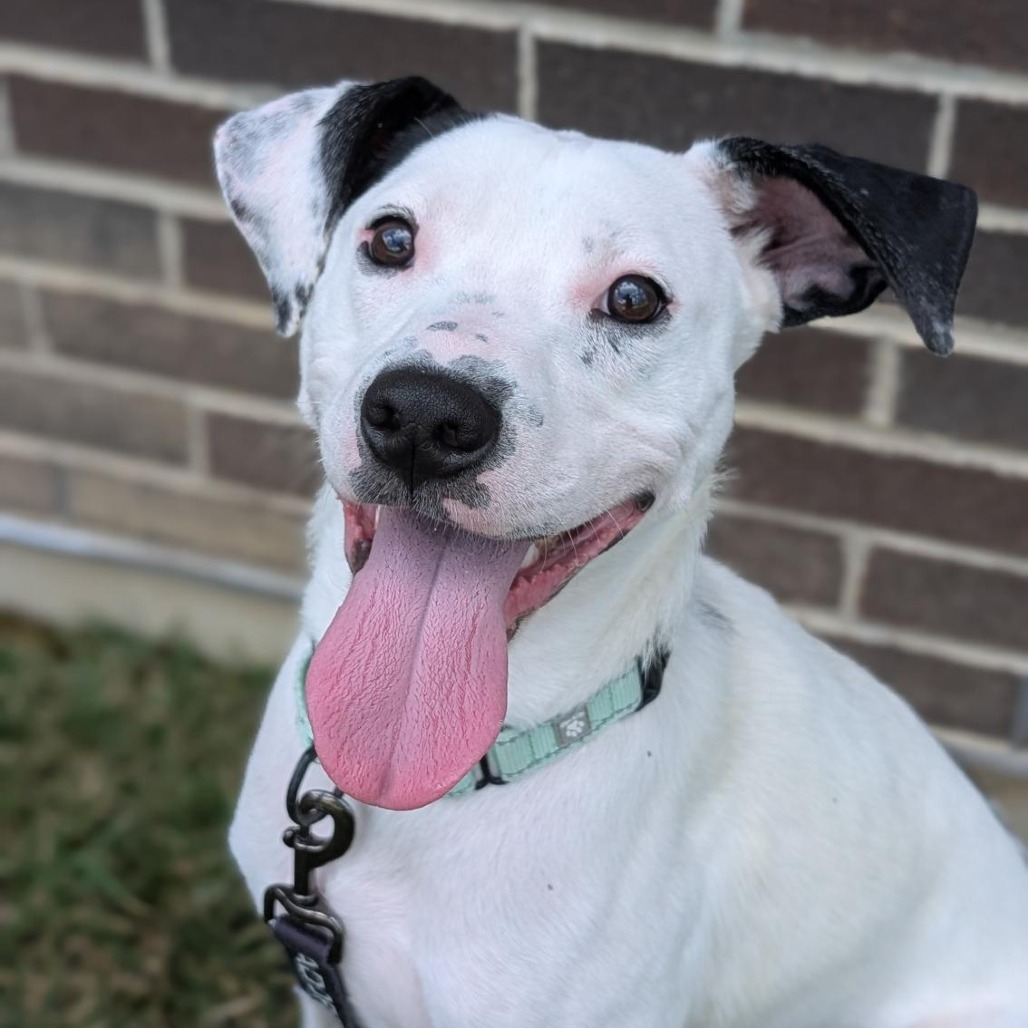 ROBERT - Mixed Breed (Medium) available for adoption