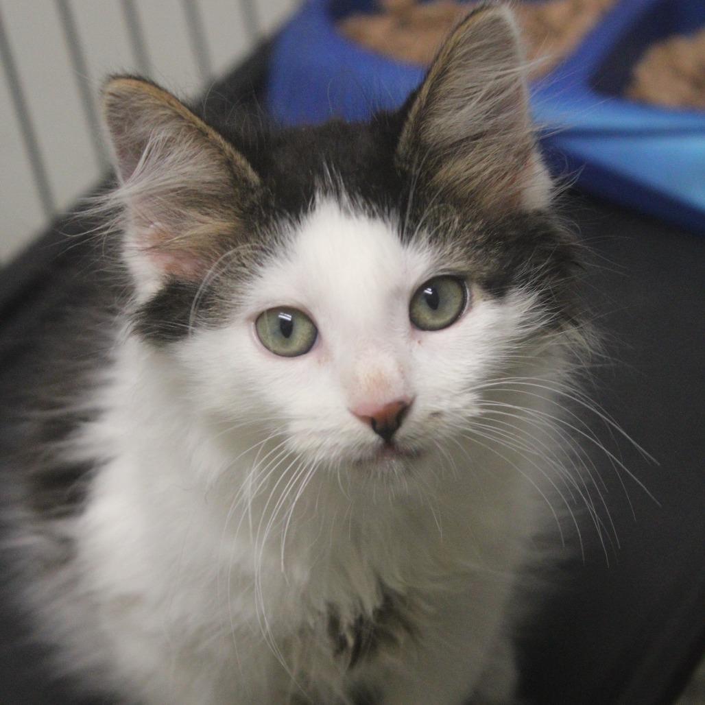 CUCAMELON - Domestic Medium Hair / Mix available for adoption