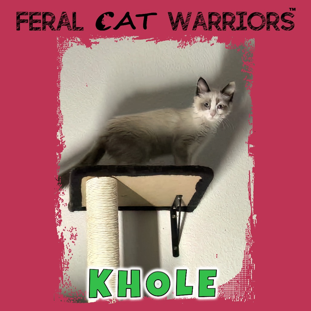 Khole