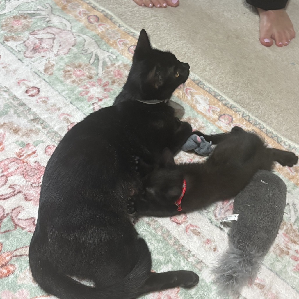 Dolly - polydactyl, an adoptable cat
