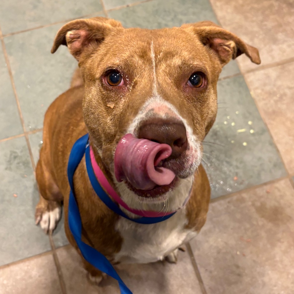 Hashbrown — thumbnail 2