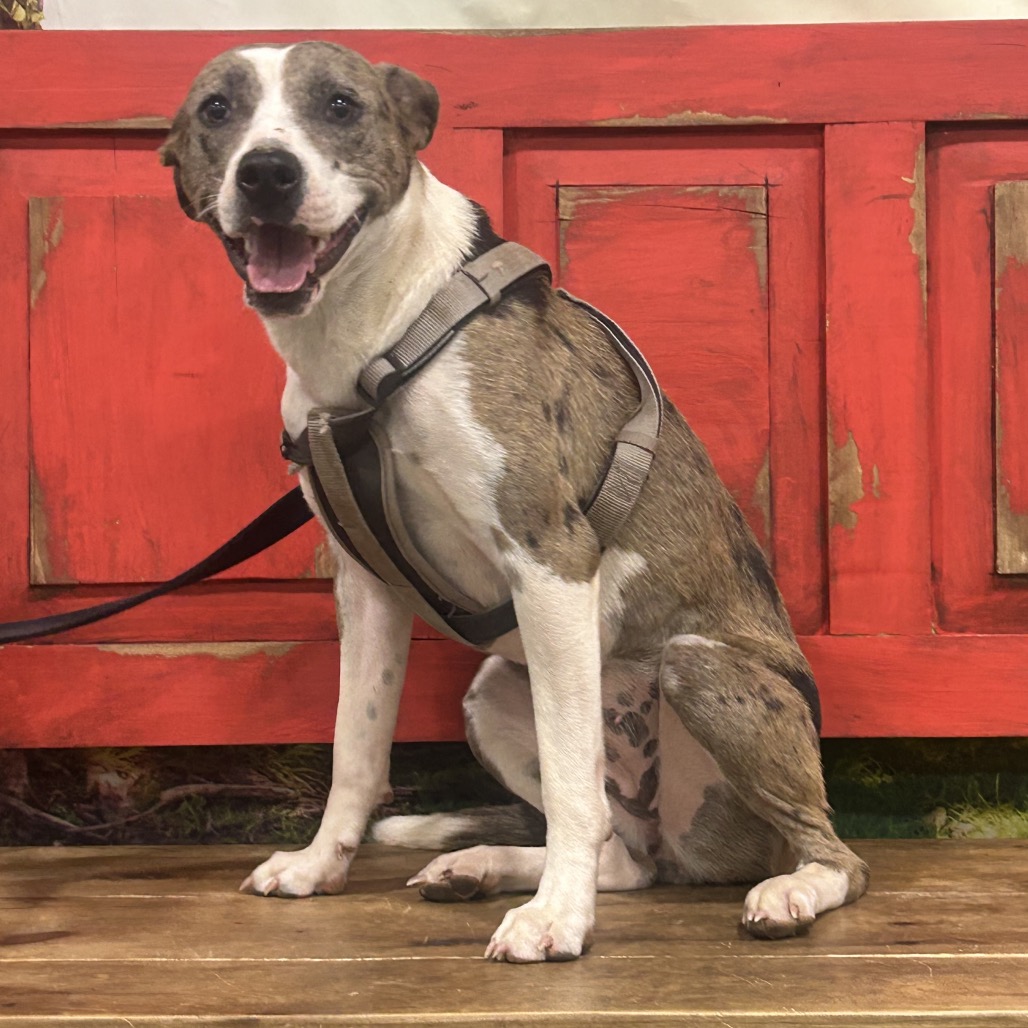 TOVA - Cattle Dog / Australian (Red Heeler) for adoption in Midland