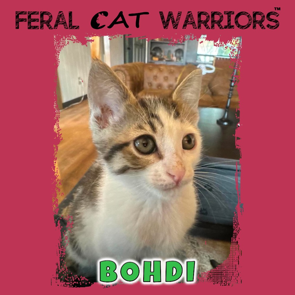 Bohdi