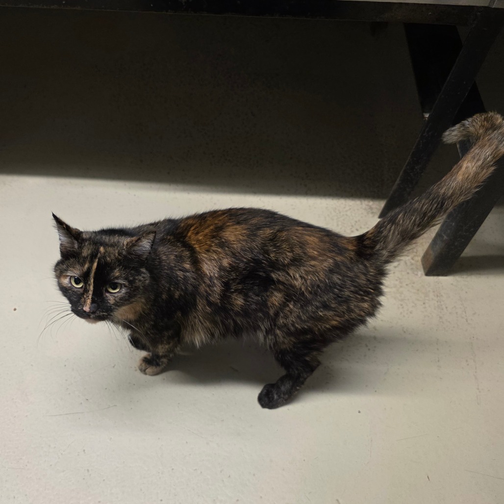 Bedelia, photo 5