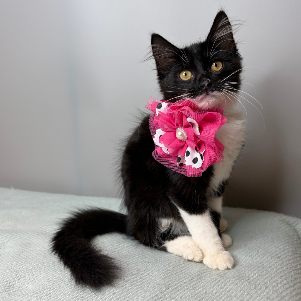 MAGPIE - Domestic Longhair available for adoption