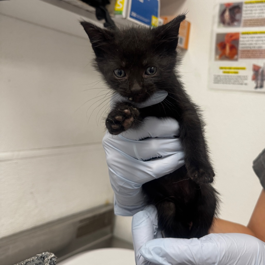 GANDOLPH (NO COLLAR) - Domestic Shorthair available for adoption
