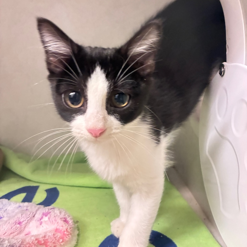 BOPP - Domestic Shorthair available for adoption