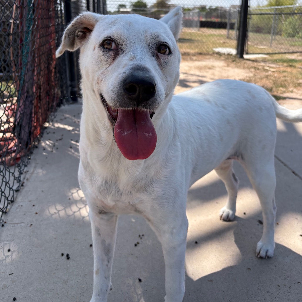 MAGGIE - Shepherd / Mix available for adoption