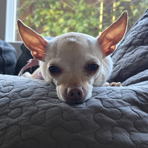 Animal named Pebbles