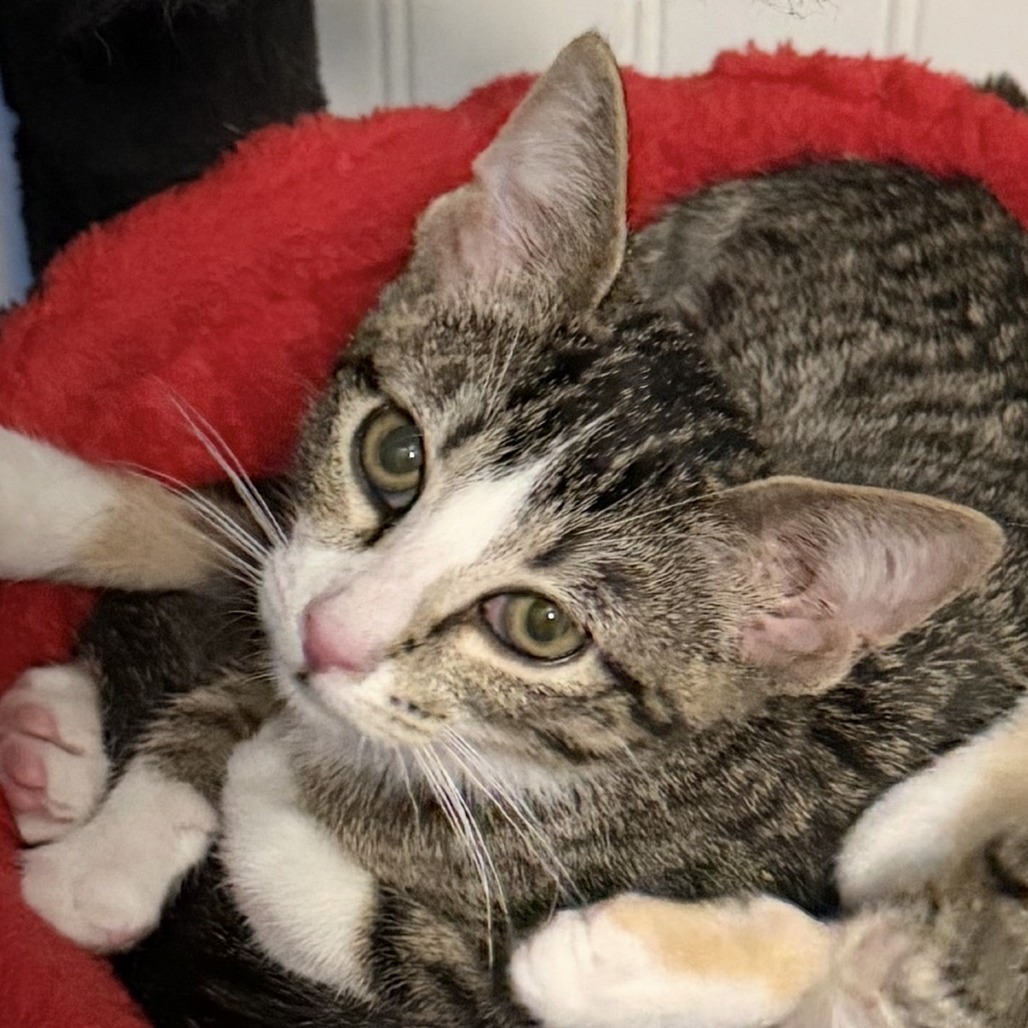 Turkey, available for adoption