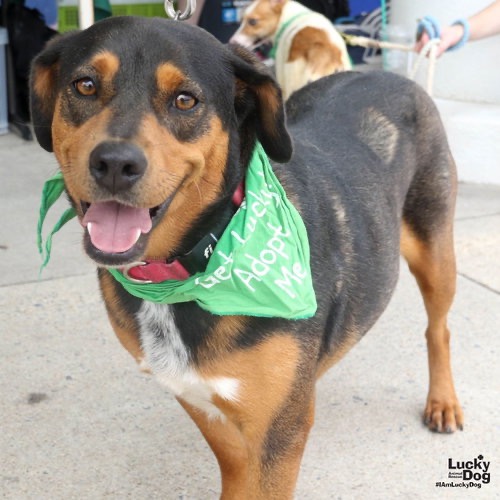 MAYA - Shepherd / Beagle available for adoption