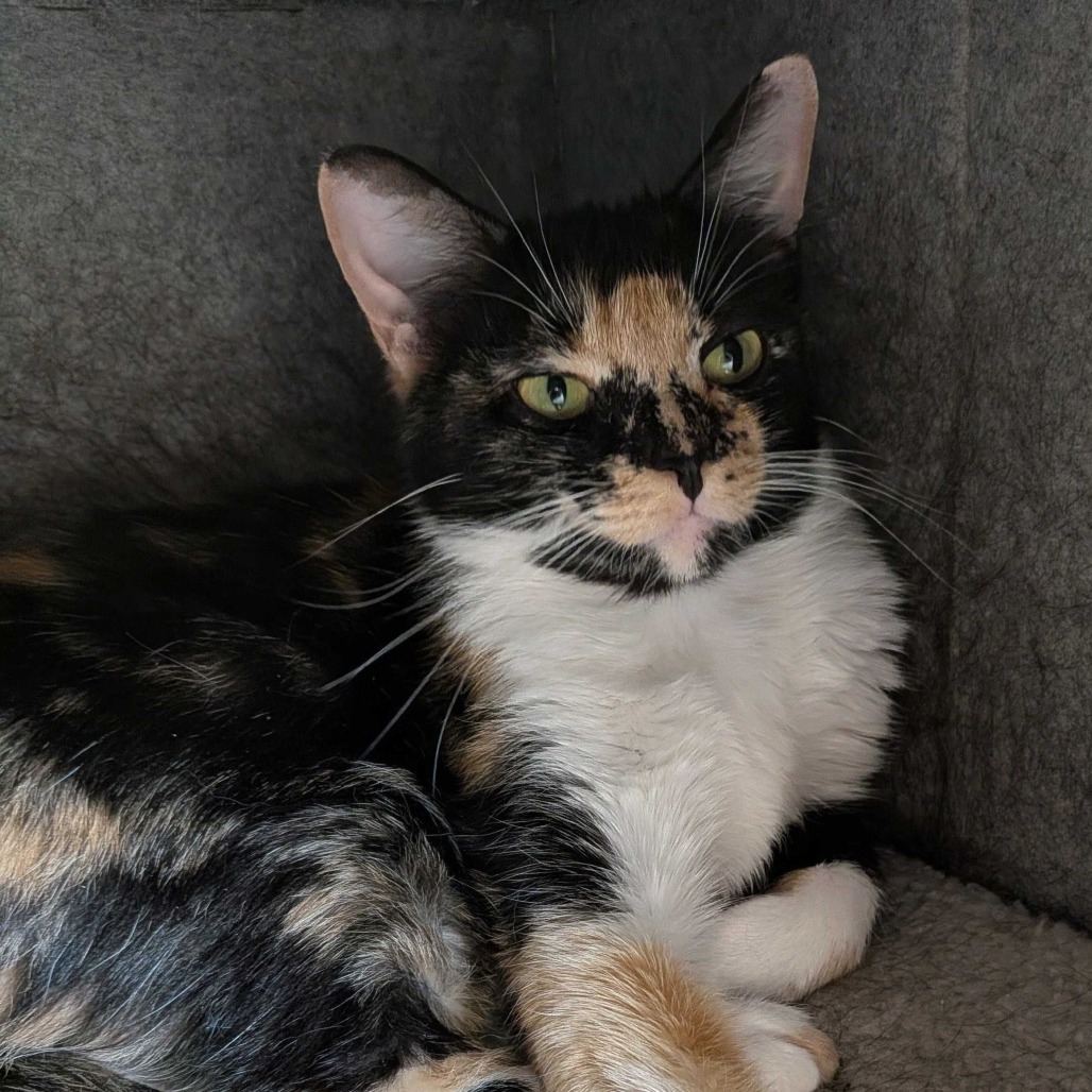 Belle — thumbnail 5