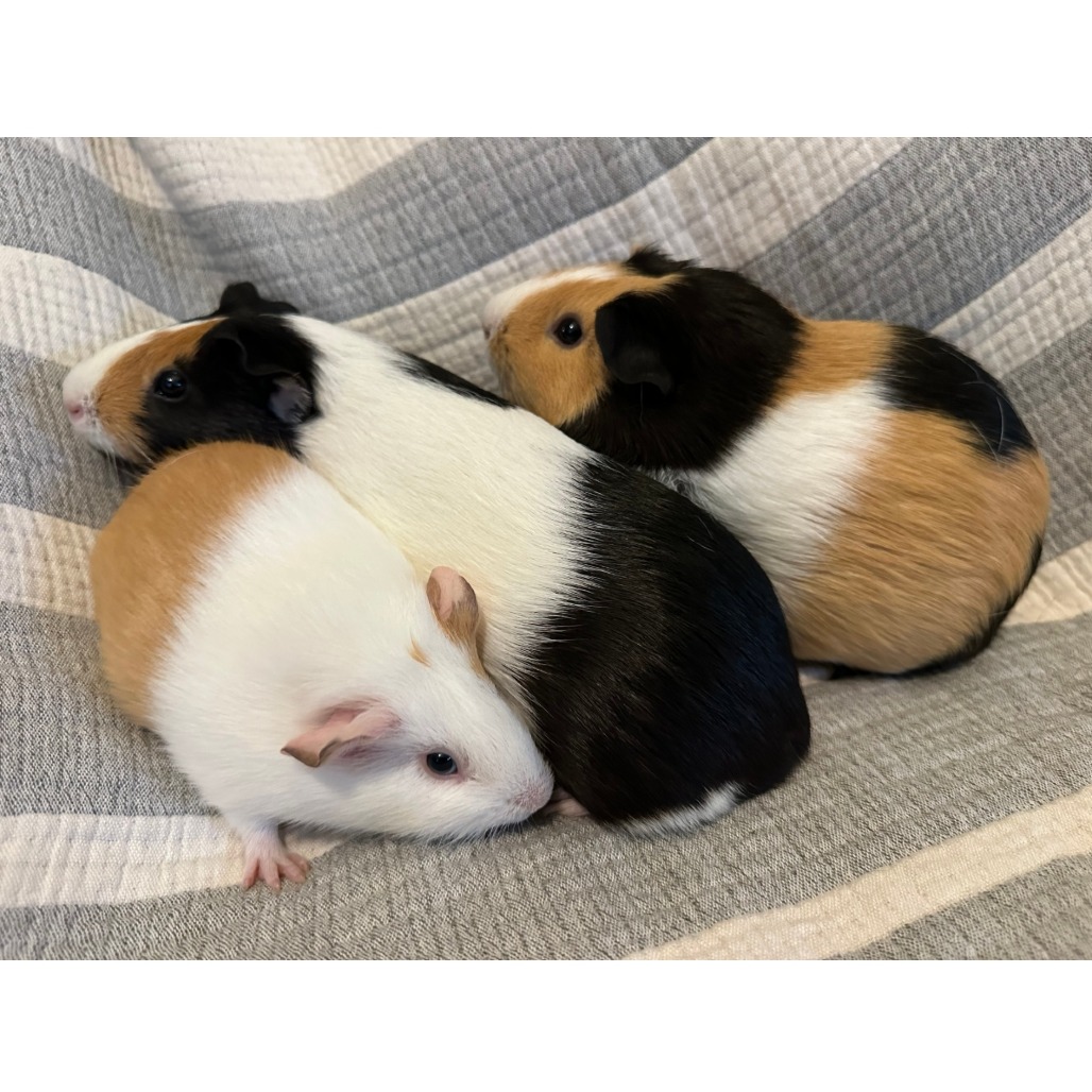 Munch, Tutuola, & Peanut, photo 7