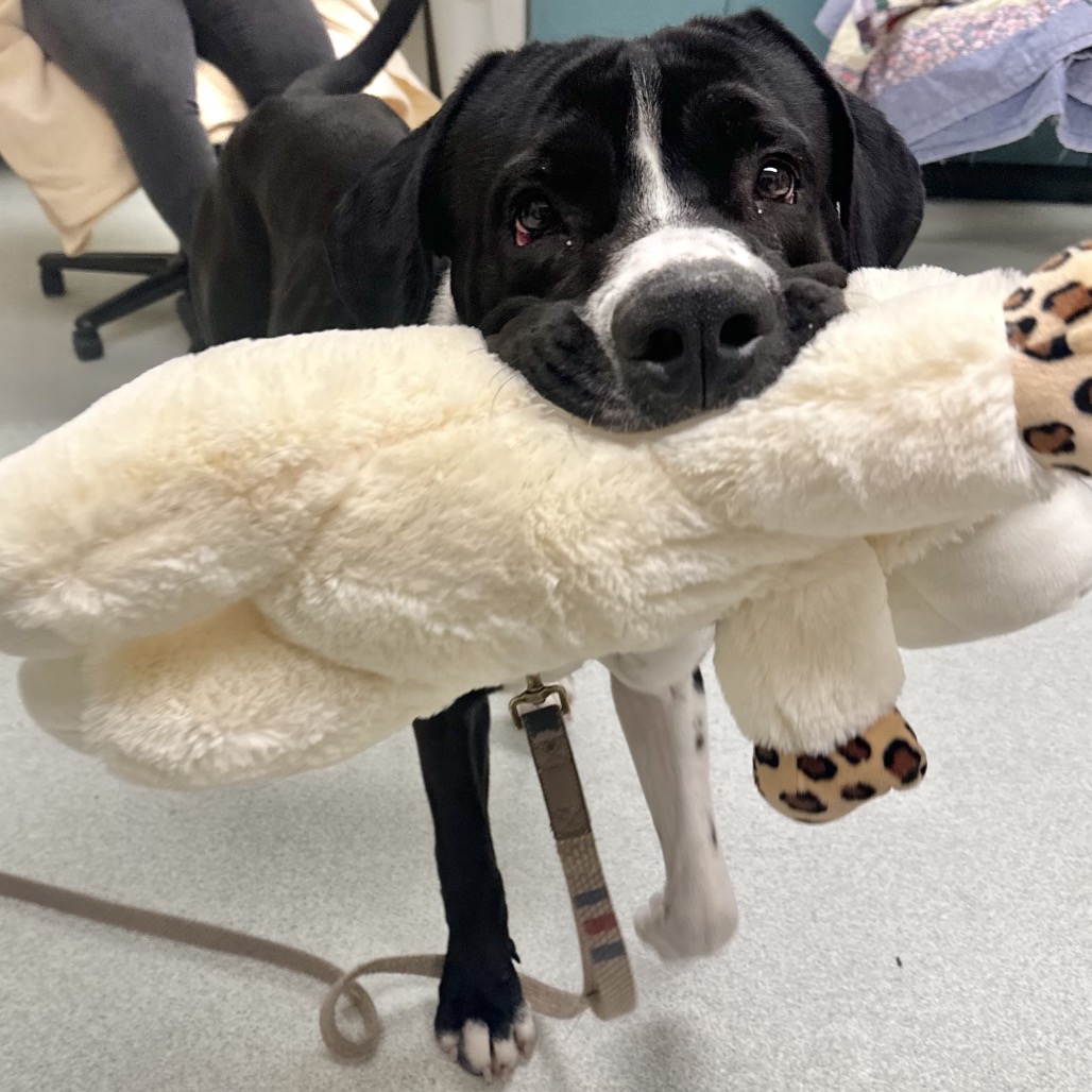 Bane $99 - See my Video! — thumbnail 6