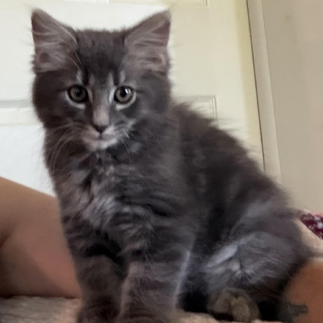 BUTCH - Domestic Medium Hair available for adoption