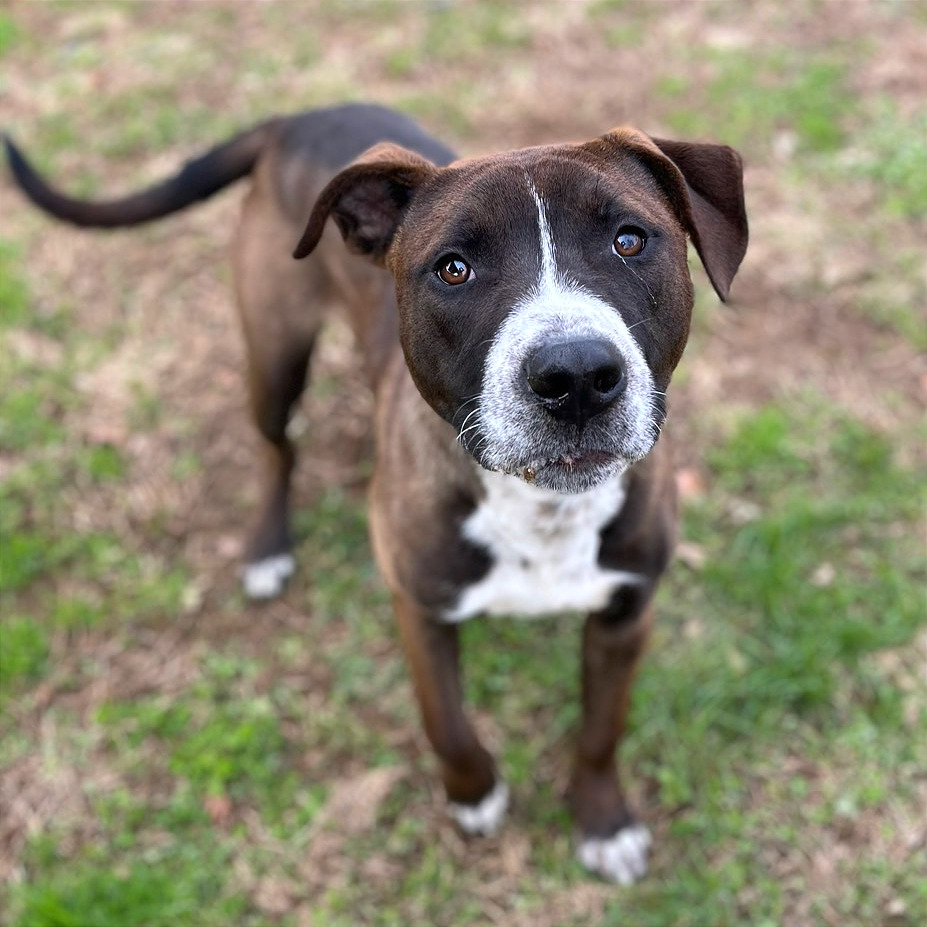 Hugo — thumbnail 7