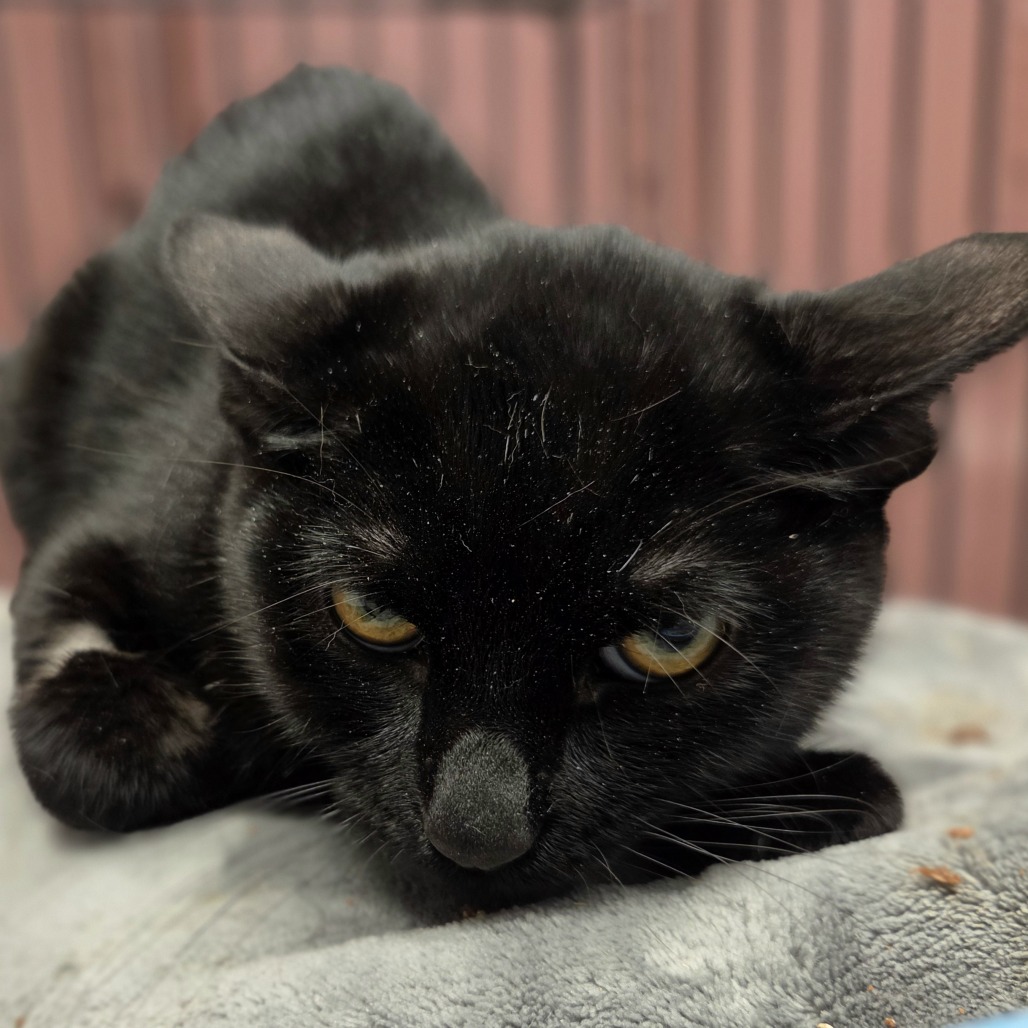 APRIL - Domestic Shorthair available for adoption