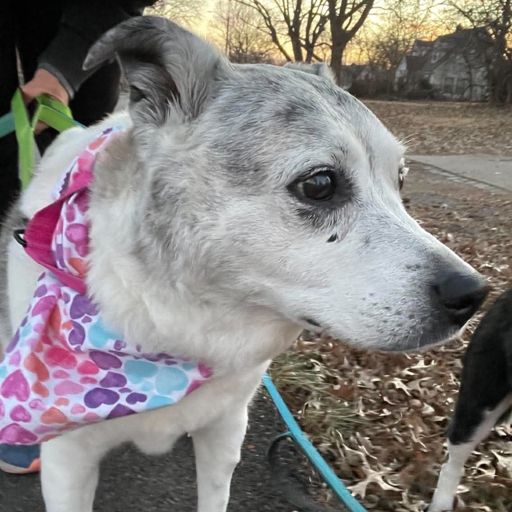 Miss Daisy, photo 12