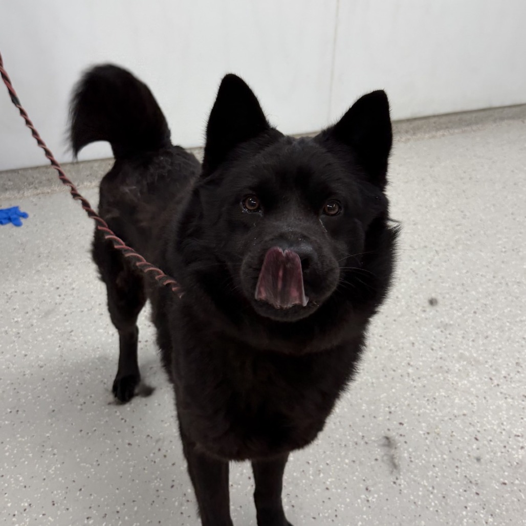 Sammi