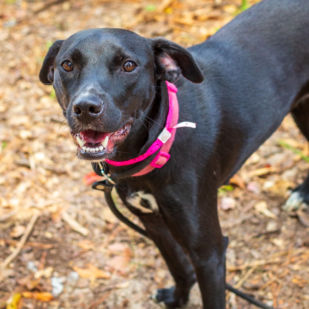 PRINCESS LOOLOOLOO - Retriever, Labrador / Mix available for adoption
