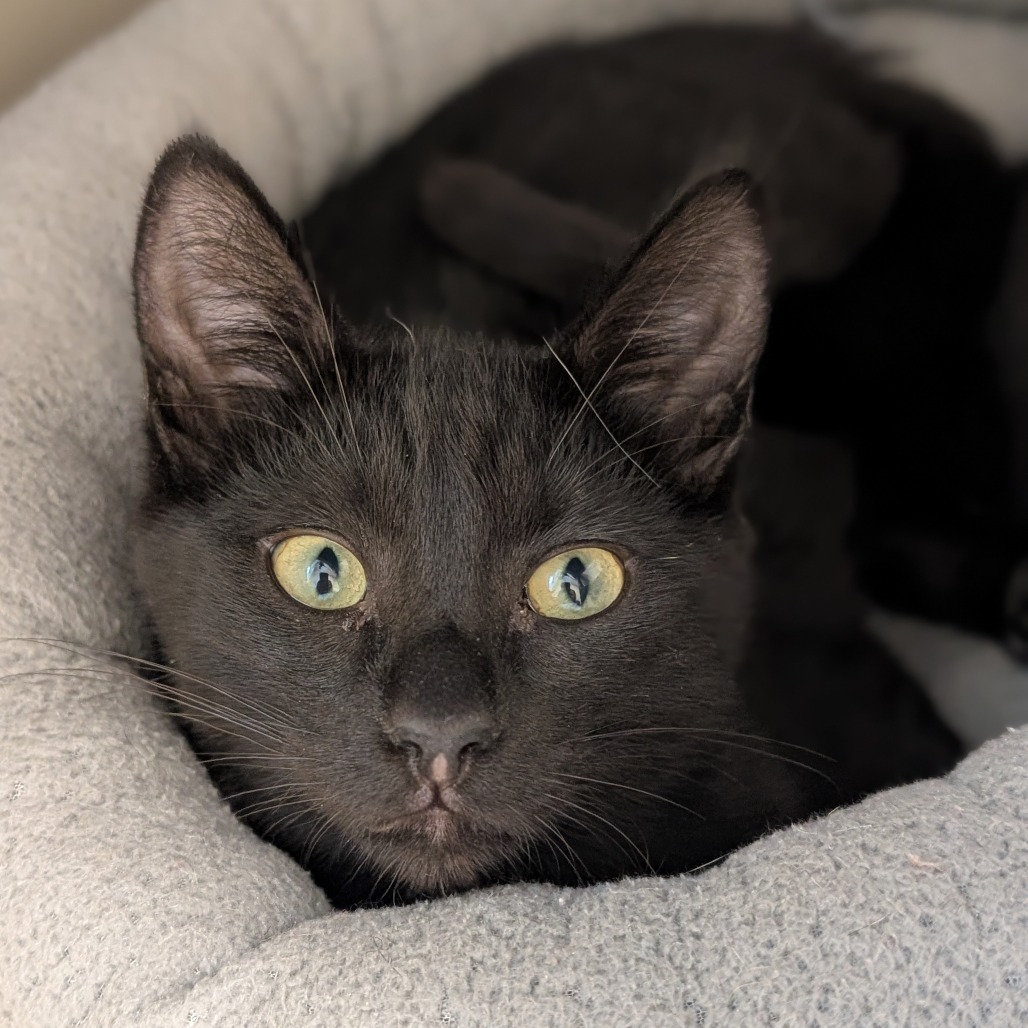 ROBONA - Domestic Shorthair available for adoption