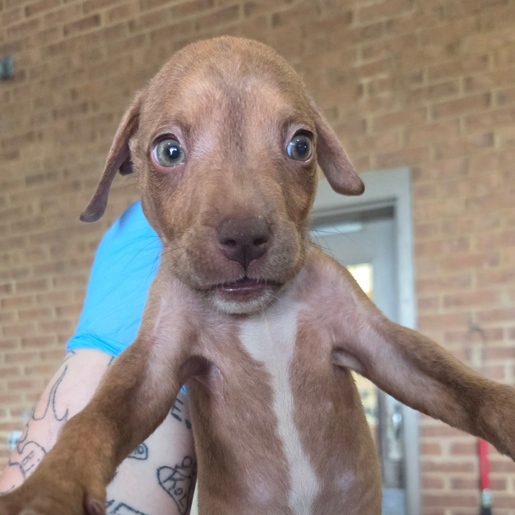 Pit Bull