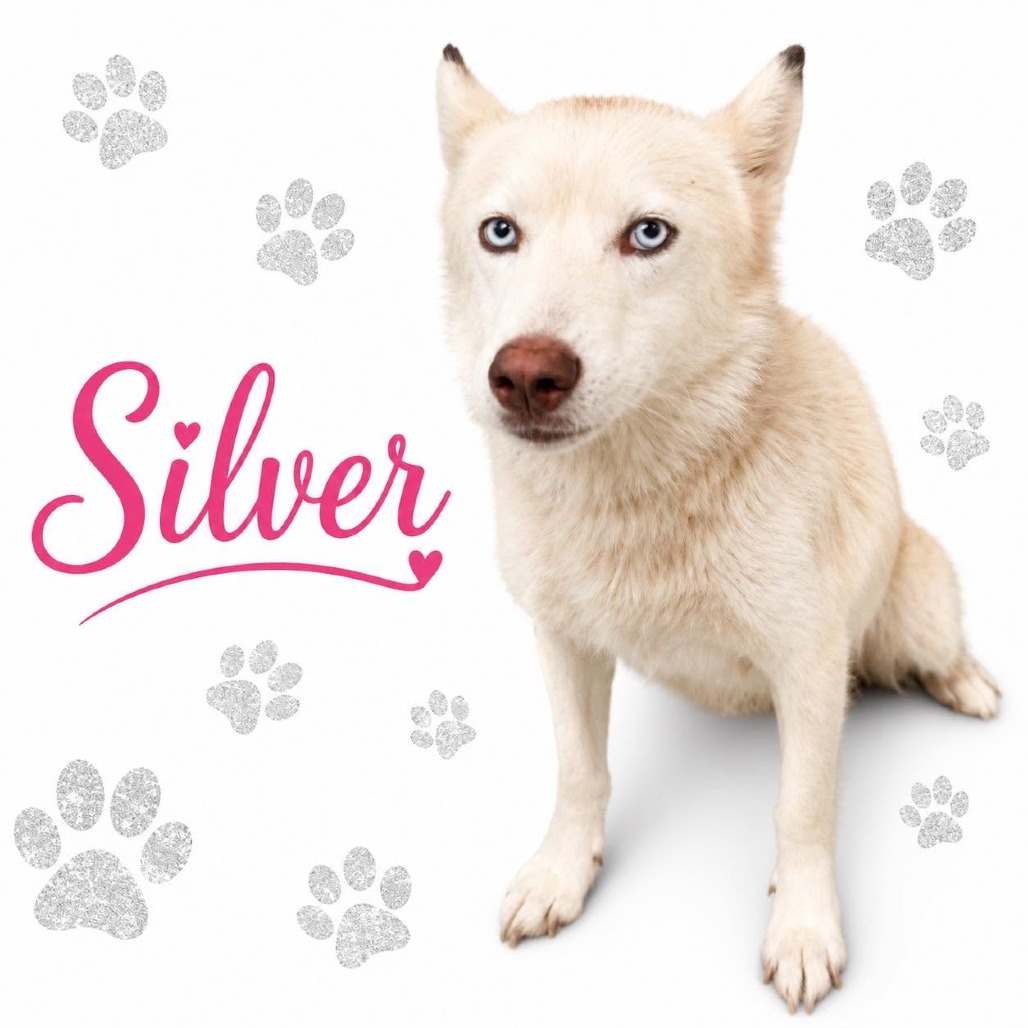 Shiro Kitsune - formally(Silver), photo 7