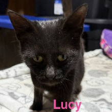 Lucy, adopted