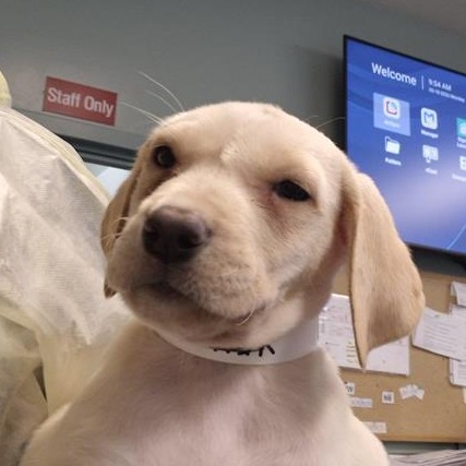 Labrador Retriever