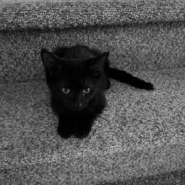 Smokey, an adoptable cat