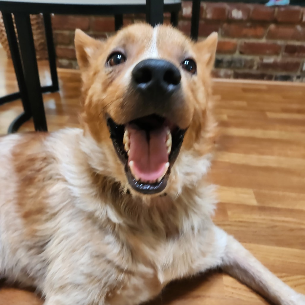 Oz (Formerly Hamilton), photo 14