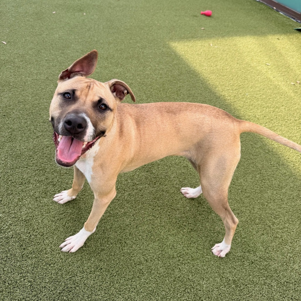 Royal — thumbnail 5