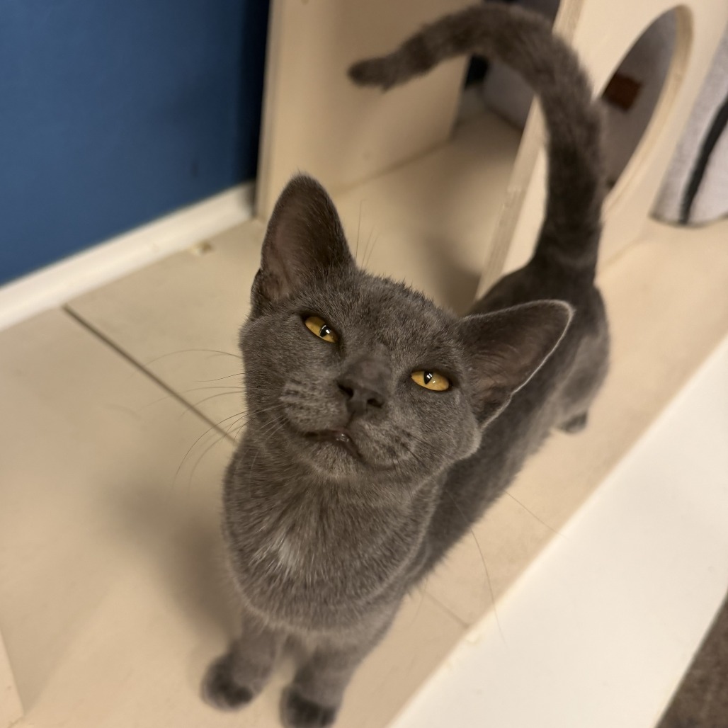 Priscilla : Female 5 Domestic Shorthair