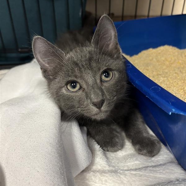 ALFRED - Domestic Shorthair available for adoption