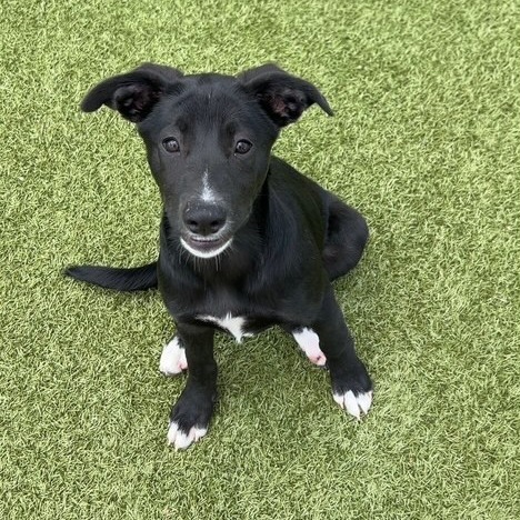 ILANA - Retriever, Labrador / Shepherd, German for adoption in Dayton